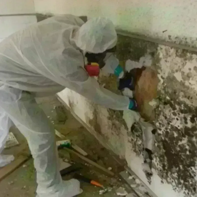 Mold Remediation and Removal in Upland, PA